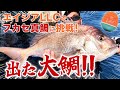 【実釣】エイジアLLCでフカセ真鯛に挑戦!出た大鯛!!