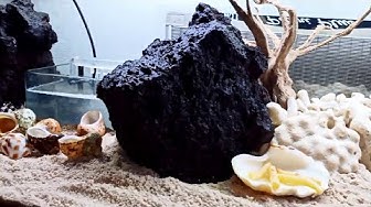 ヤドカリ飼育 Youtube ヤドカリ飼育 Youtube