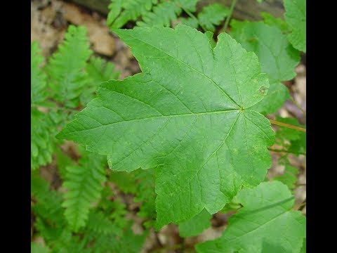 Video: In che modo gli alberi producono le foglie?