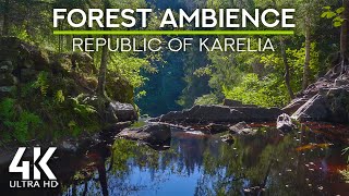 8 HRS Soothing Sounds of Forest River & Birds Chirping in the Deep Forest, Republic of Karelia