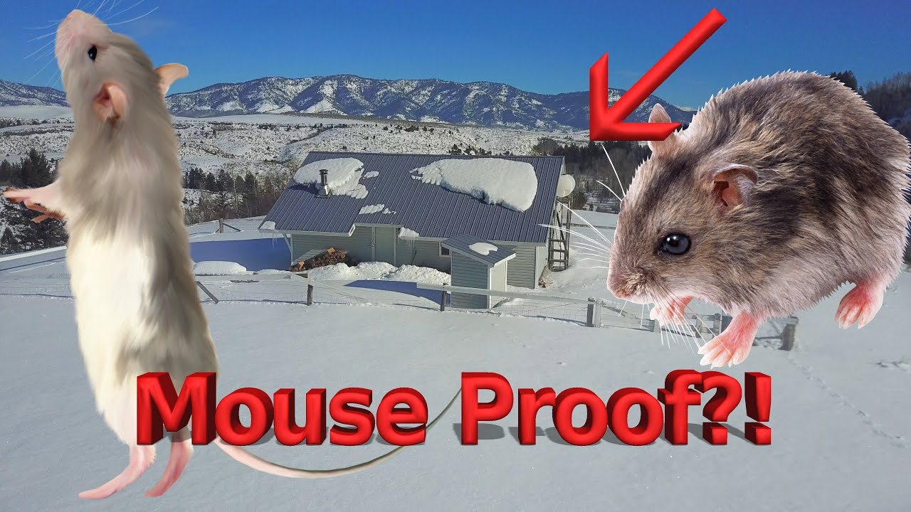 most viewed netflix Mouse Proofing Jerry's Cabin - VICTORY!!!
