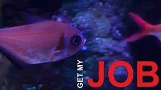 Be An Aquarist | Get My Job