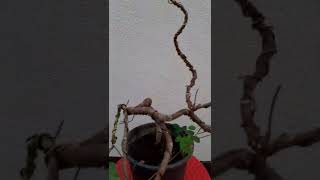 Bodhi tree bonsai ต้นศรีมหาโพธิ์ ( ทรงบัณฑิต ) BONSAI