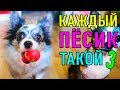 КАЖДЫЙ ПЕСИК ТАКОЙ 3 | ПАРОДИЯ Magic Pets