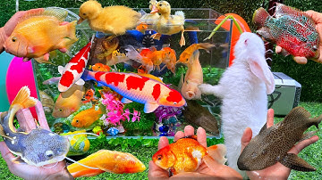 Bắt Cá Lau Kiếng Khổng Lồ, Cá Trê Bự, Con Rùa Vàng, Con Cá Vàng, Con Thỏ, Cá Chép Đỏ, Con Chuột Mỹ