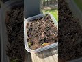 Planning blackberries from store-bought berries #food #diy #gardening zone 7b￼