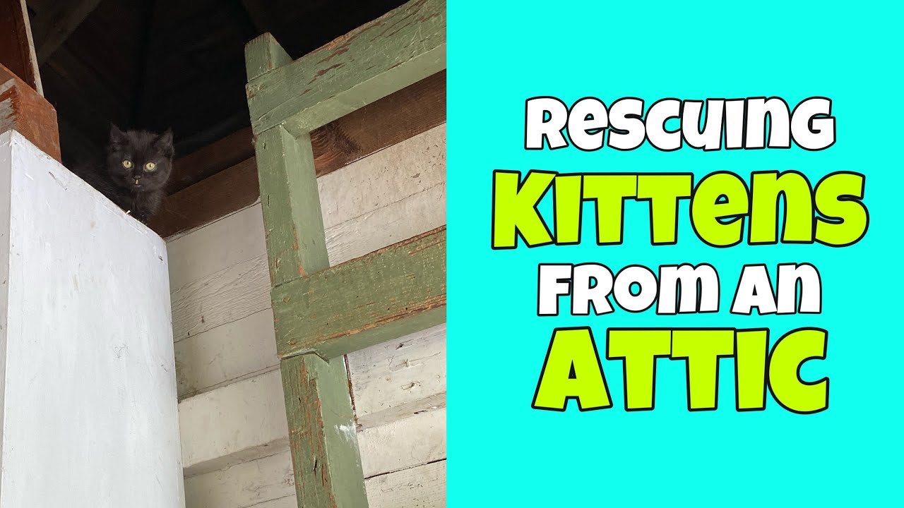 Rescuing Kittens from an Attic YouTube