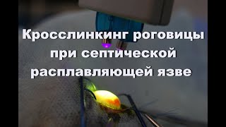 Кросслинкинг коллагена роговицы для лечения расплавляющей язвы роговицы у собаки Кросслинкинг коллагена роговицы для лечения расплавляющей язвы роговицы у собаки
