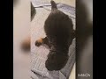شوفت جرو عمره 12 يوم بيعمل بيبي قبل كده اتفرج علي الكوميديا كلاب جيرمن شيبرد جيرمن جراوى