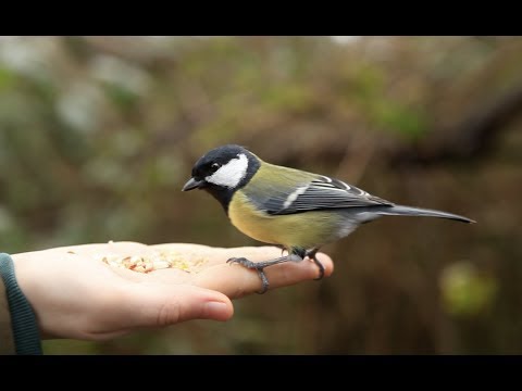 Tame birds in