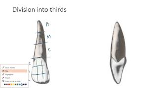 Dental Anatomy 101: Vocabulary