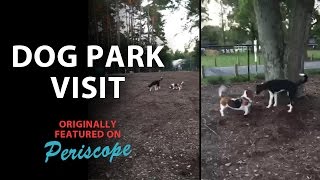 Dog Park Visit on Periscope