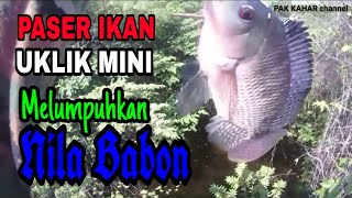 paser ikan - uklik mini, melumpuhkan nila babon