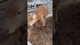 How to treat fracture in cow l fracture  of metatrsal bone in cow baby