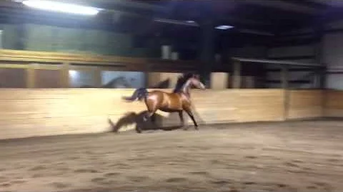 Arabian for sale -- Hott Shoxx