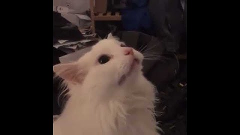Thumbnail of SCREAMING CAT MEME OCTOBER 2019