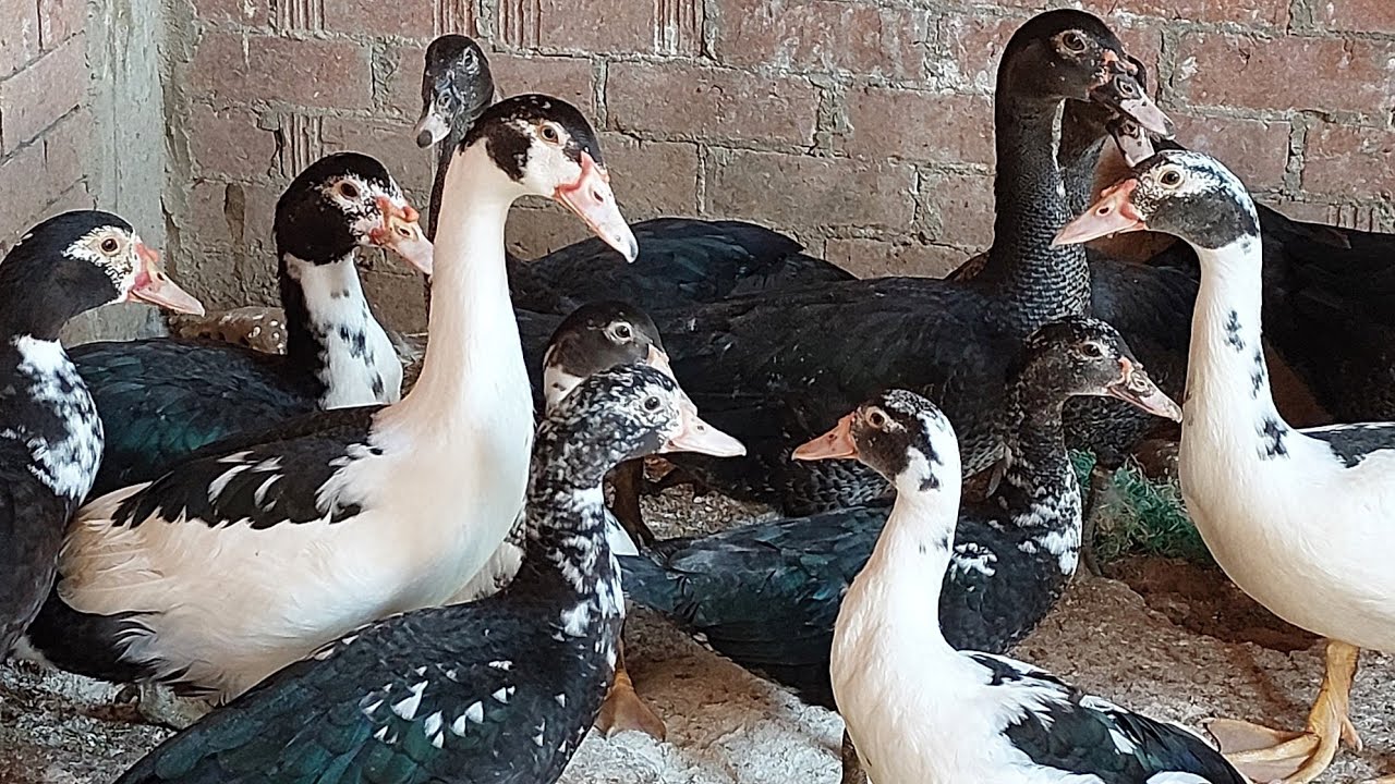 ازاى بربى أكبر عدد من البط على الصبه من غير مبهدل السطح ولا ابهدل البط معايا والبط تربيته تفرح بجد