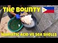 Cleaning Sea Shell Bounty with Muriatic Acid