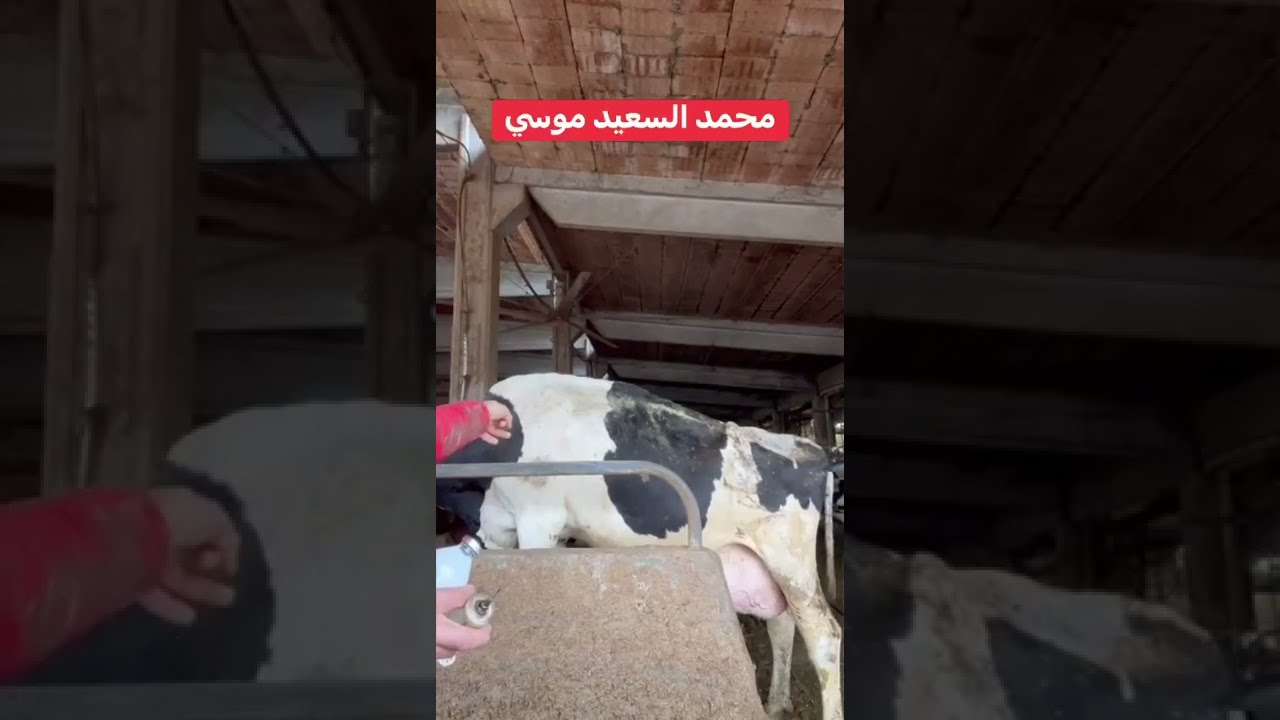 كلام مهم عن الحمه القلاعيه وازاى تحافظ على مواشيك مع محمد السعيد موسى