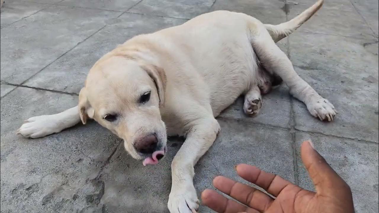 Chella kutty Max not wake up shorts short youtube dogs dog 