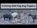 Training Our Hog Dog Puppies Molly, Ovi & Ollie! Part 2