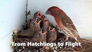 Watch House (Purple) Finch chicks hatch, grow up and escape disaster!