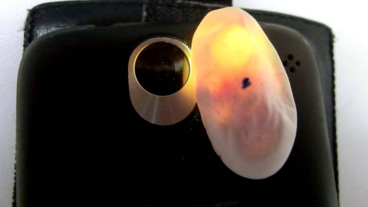 egg symbol text Candling egg