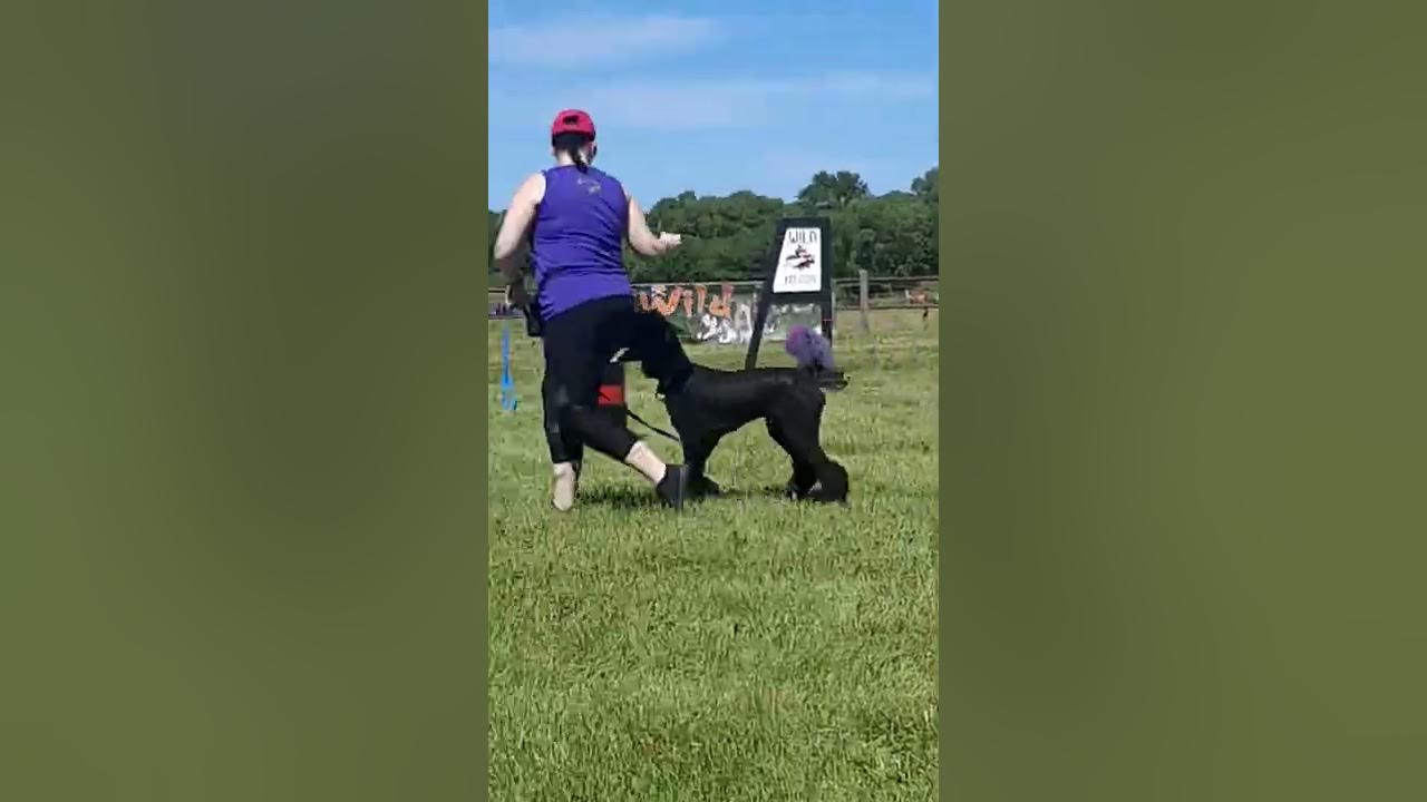 Dog show wilddogs Selkirk Fair 2022 YouTube