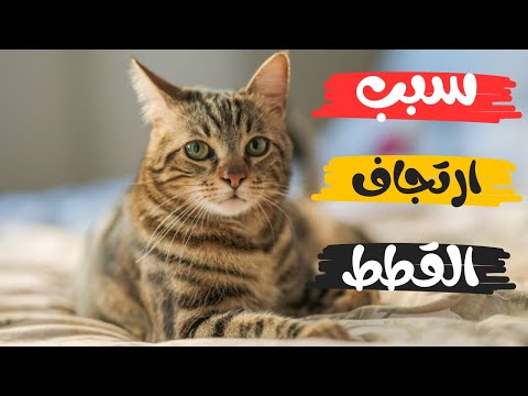 اسباب رجفة القطط اسباب رعشة القطط سبب ارتجاف القطط