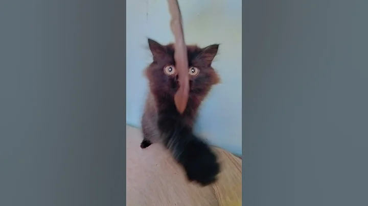 Video 10218081: persiancat cat kitten pets, persiancat cat funny pets, persiancat cats funnycats, kitten family cat, funny cats cutest kittens, cat family love, cat playing