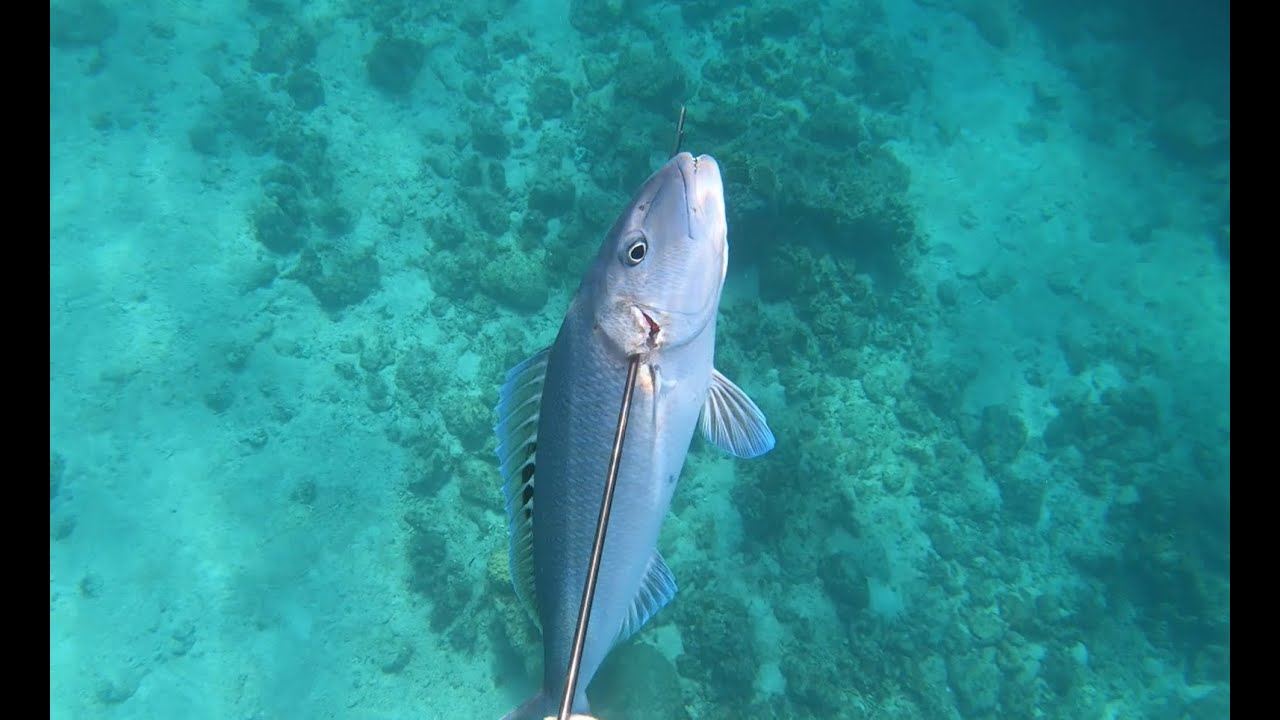 Spearfishing Okinawa p ocean 57 YouTube