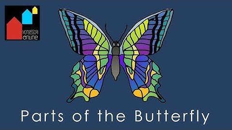 Parts of the Butterfly - Montessori Zoology Nomenclature