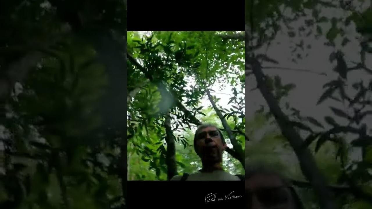 Surpris par une tempête tropicale dans la jungle au Vietnam