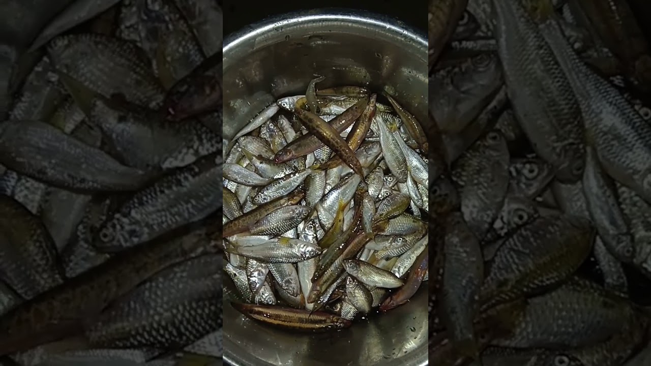 today's fishing difference types of river fish 