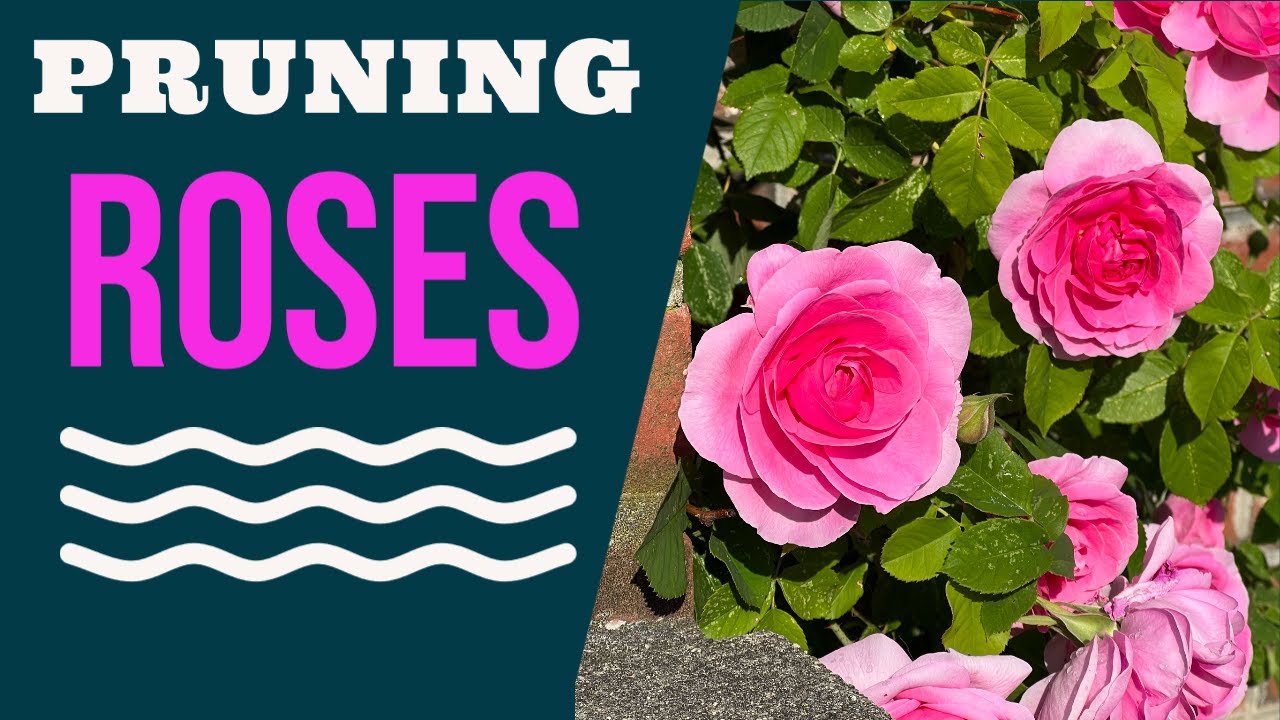 Pruning my Roses After a hard freeze! David Austin Knock Outs and