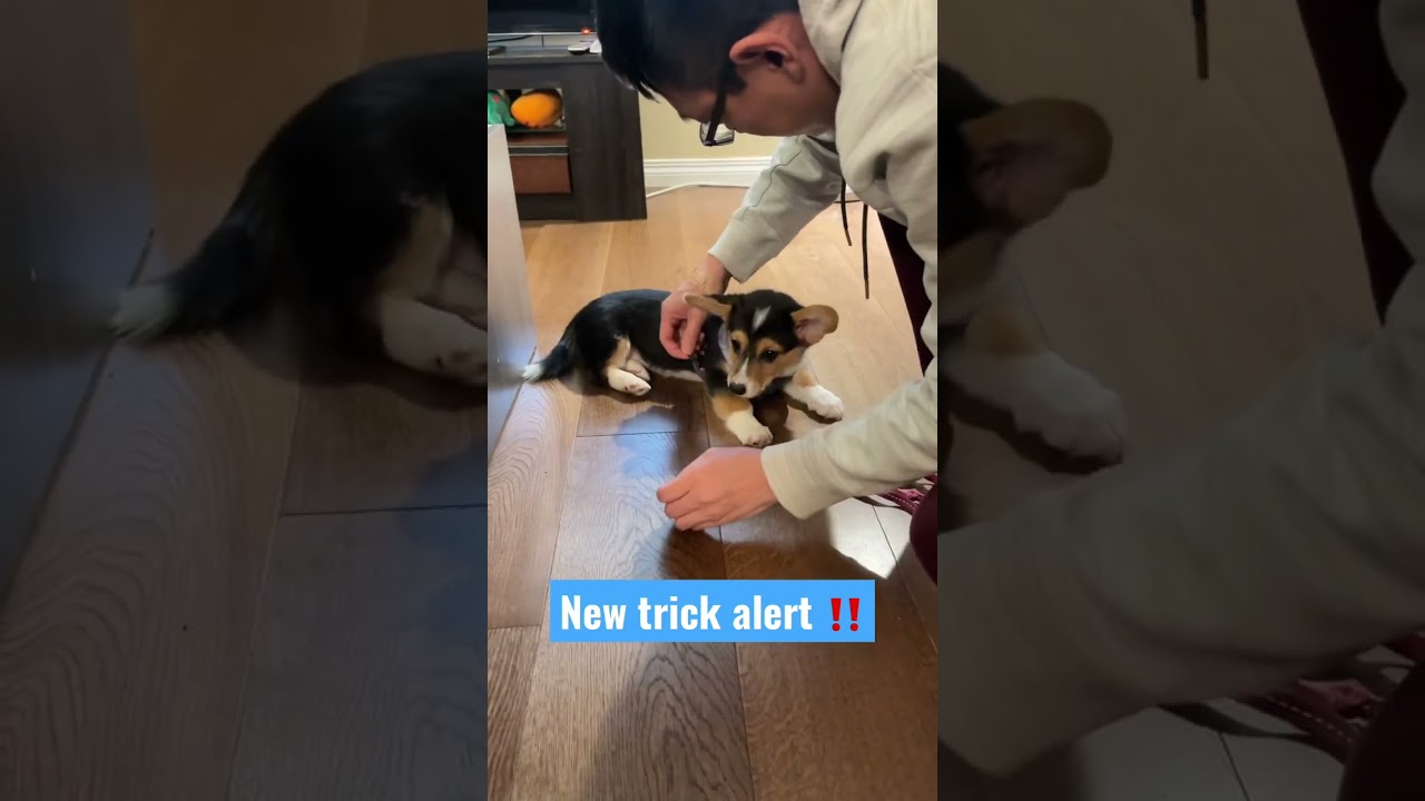 How’s my roll over? 