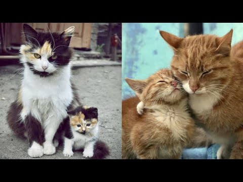 Video: Yavru Kedi Yavrularına Sahne Arkasından Bir Bakış