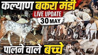 KALYAN BAKRA MANDI LIVE UPDATE PALNE WALE BACHHE WITH PRICES|| QURBANI KE BAKRE FINISHED 
