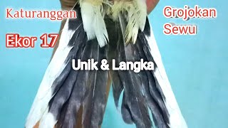 KATURANGGAN PALING LANGKA || EKOR 17 || GROJOKAN SEWU