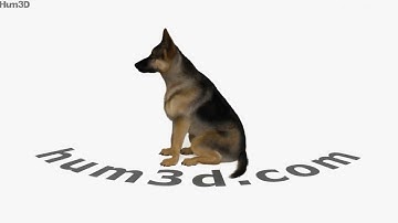 Sitting German Shepherd 3D model by 3DModels.org