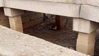 I Didn’t Expect to See This Mama Cat Again 3 Days Later—This Time, I Had to Bring Her Home