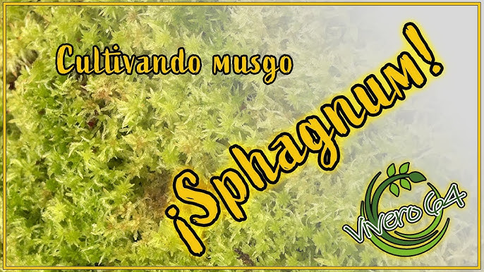 Musgo Sphagnum (vivo)