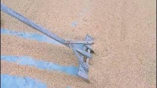 cara menjemur gabah yang baik