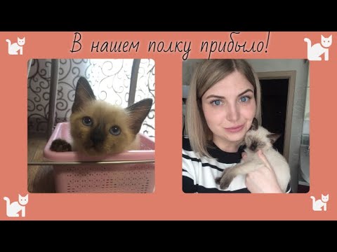 Сиамский кот. Что нужно купить для котенка.