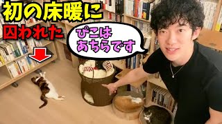 【ぴこ】初の床暖に囚われた猫のだらしない姿があちら【DaiGo切り抜き】