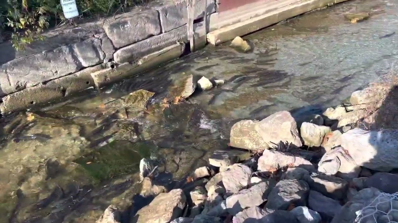 Trout run, Erie PA USA (fish sanctuary) 