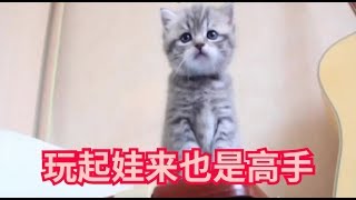 童心未泯的猫妈妈，玩起娃来也是高手 by 大爱猫咪控 11 views 4 years ago 2 minutes, 4 seconds