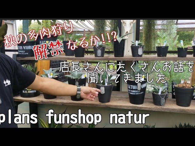 多肉狩り 福岡県naturさんにてランチand多肉狩り Youtube