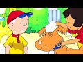 Caillou en Français - Caillou et le Lavage de Chien | dessin animé en francais | conte pour enfant