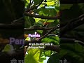 #green parrots couple✅#birdwatching  ✅ #nature #Hindi song